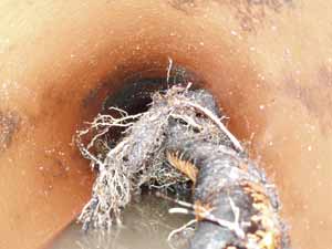 Tree Roots Ingress Problem in Drainage